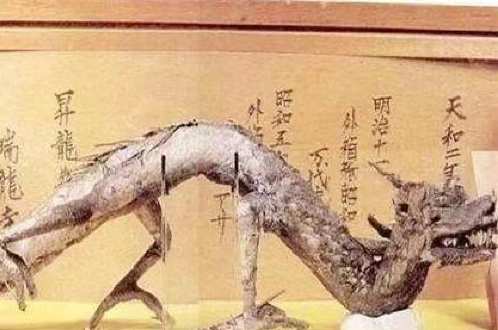 日本瑞龙寺镇寺之宝“真龙标本”是真的吗？